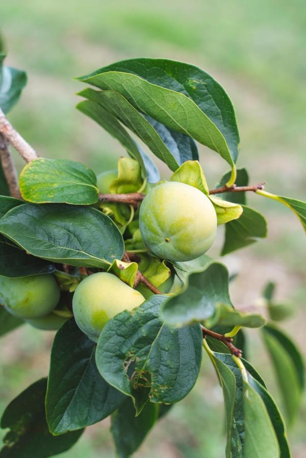 פונטאסייבה Agriturismo Le Fonti מראה חיצוני תמונה